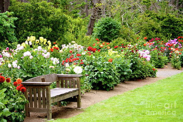 Garden Poster featuring the photograph Waiting for Dahlia by Lisa Billingsley
