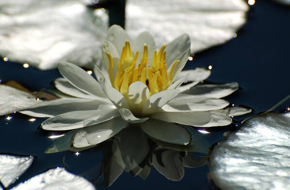 Water Lily Poster featuring the photograph Water Lily by Peter DeFina