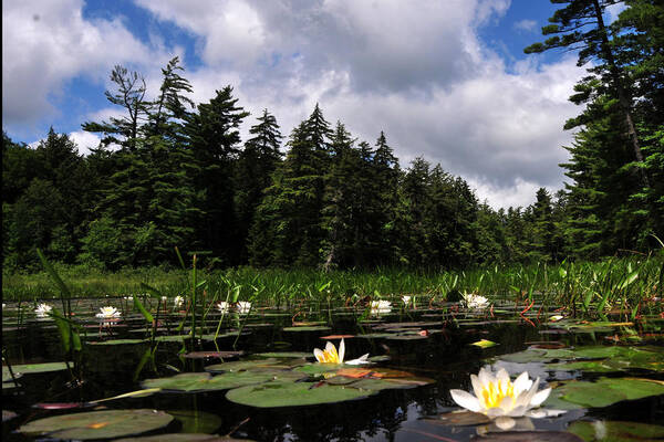 Water Lily Poster featuring the photograph Water Lly Field by Peter DeFina