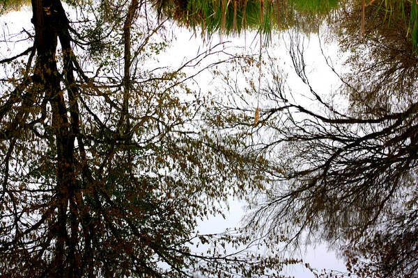 Tree Reflections Poster featuring the photograph Water Reflects the Beauty by Kim Galluzzo