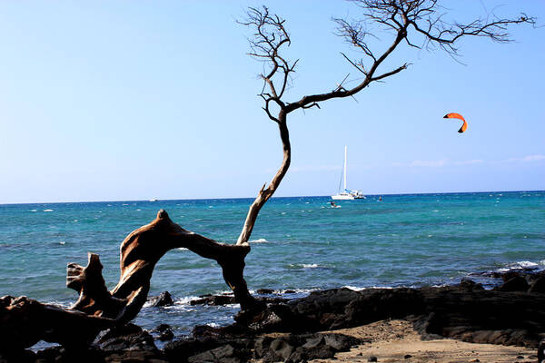 kite Boarding Poster featuring the photograph Water Sports in Hawaii by Karen Nicholson