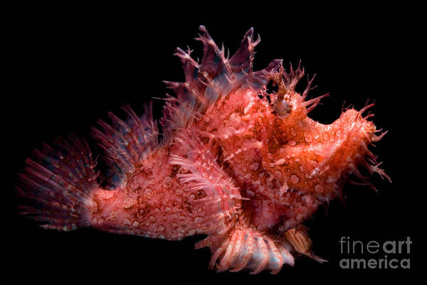 Weedy Poster featuring the photograph Weedy Scorpionfish by Dante Fenolio