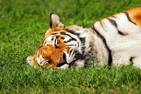 Tiger Poster featuring the photograph When Tigers Dream by Joe Myeress