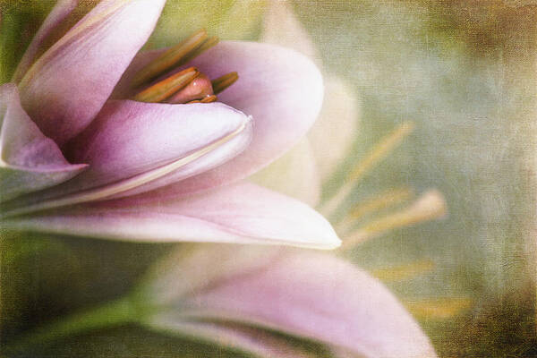 Floral Poster featuring the photograph Whisper of Spring by John Rivera