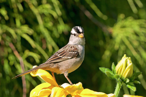 White Crowned Sparrow Poster featuring the photograph White Crowned Sparrow by Terry Dadswell