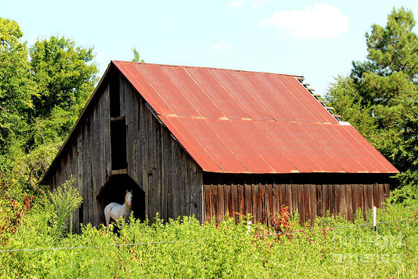 Rustic Building Poster featuring the photograph White Horse Waiting by Kathy White
