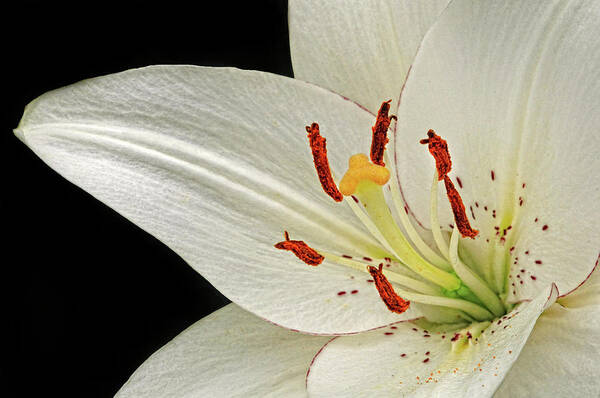 Lily Poster featuring the photograph White Lily by Dave Mills