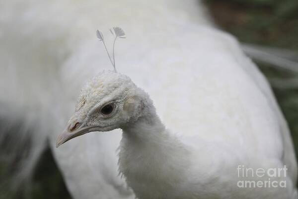 White Poster featuring the photograph White Peacock by Kate Purdy