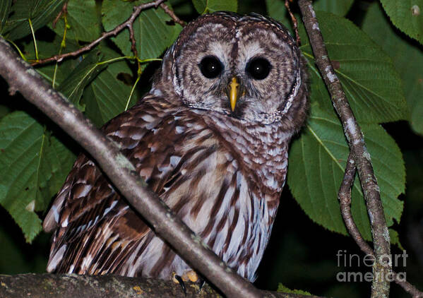 Barred Owl Poster featuring the photograph Who Are You 2 by Cheryl Baxter