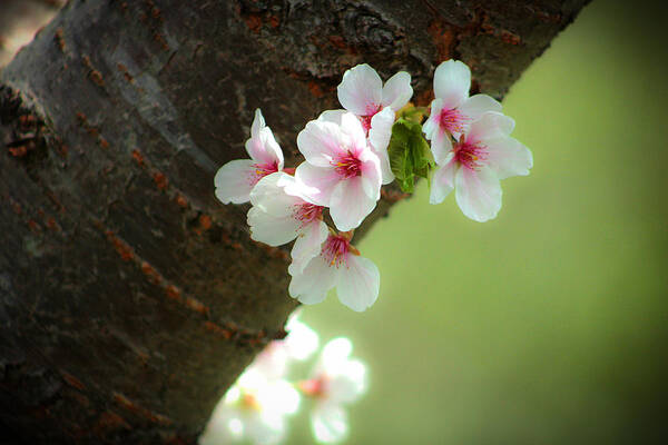 Apple Poster featuring the photograph Wild cherry blossom by Emanuel Tanjala