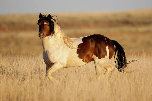 Blm Poster featuring the photograph Wild Mustang Stallion by D Robert Franz