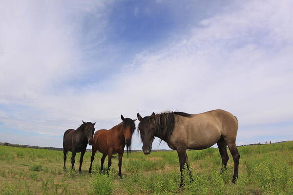 Mustangs Poster featuring the photograph Wild Mustangs on the High Plains by Kate Purdy