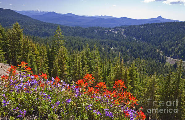 Nature Poster featuring the photograph Wildflowers and Mountaintop View by Ellen Thane and Photo Researchers