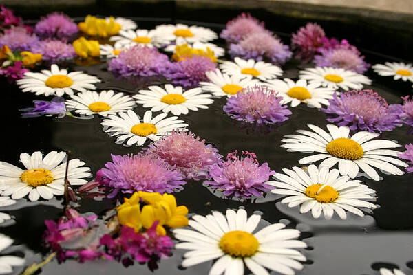 Alive Poster featuring the photograph Wildflowers on water by Emanuel Tanjala