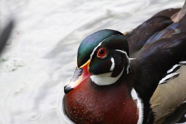 Wood Duck Poster featuring the photograph Wood Duck by Jeanne Andrews