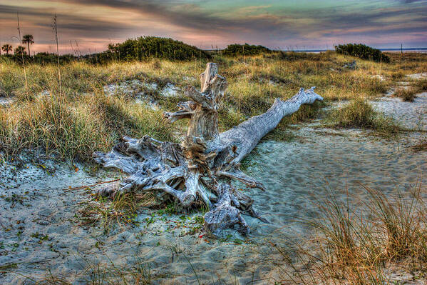 Drift Wood Poster featuring the photograph Wood by Joetta West
