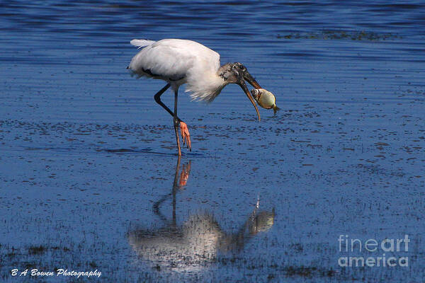 Wood Stork Poster featuring the photograph Woodstork catches fish by Barbara Bowen