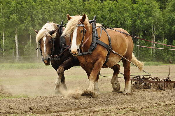 Agriculture Poster featuring the pyrography Working horse by Conny Sjostrom
