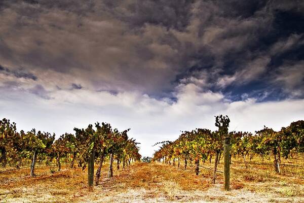 Paso Robles Poster featuring the photograph Worth the Wait by Ryan Weddle