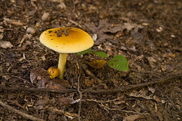 Yellow Poster featuring the photograph Yellow Capped Mushroom 2 by Douglas Barnett