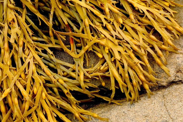 Kelp Poster featuring the photograph Yellow Kelp by Brent L Ander