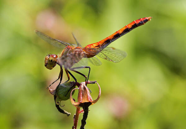 Dragonfly Poster featuring the photograph Yellow-Legged Meadowhawk by Juergen Roth