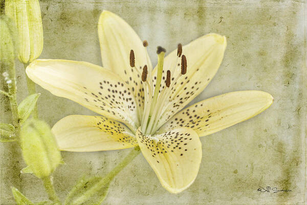 Lily Poster featuring the photograph Yellow Lily by Jeff Swanson