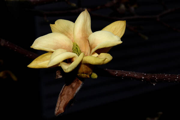 Nature Poster featuring the photograph Yellow Magnolia - 1 by Robert Morin