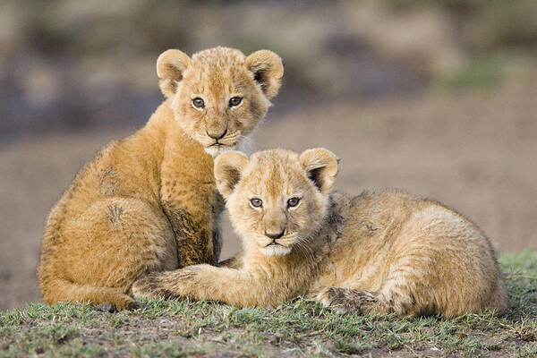00761304 Poster featuring the photograph Young African Lion Cubs by Suzi Eszterhas