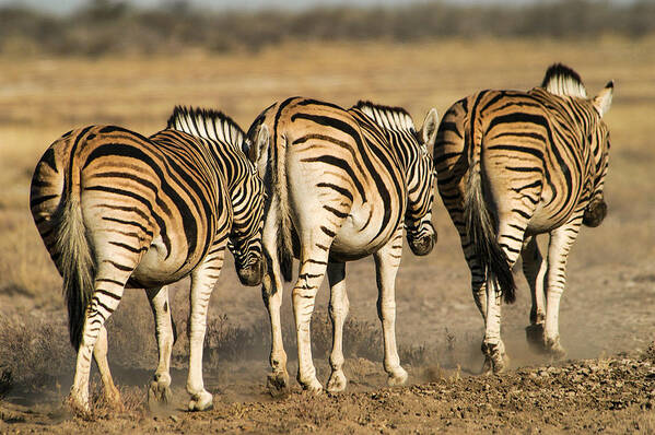 Action Poster featuring the photograph Zebras three by Alistair Lyne