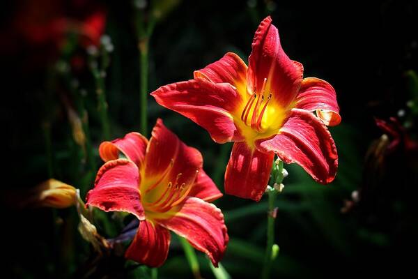 Flowers Poster featuring the photograph Flowers Like Fire by Buck Buchanan