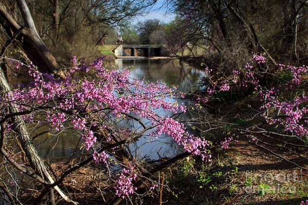 Landscape Poster featuring the photograph Redbuds and a Distant Bridge by Richard Smith