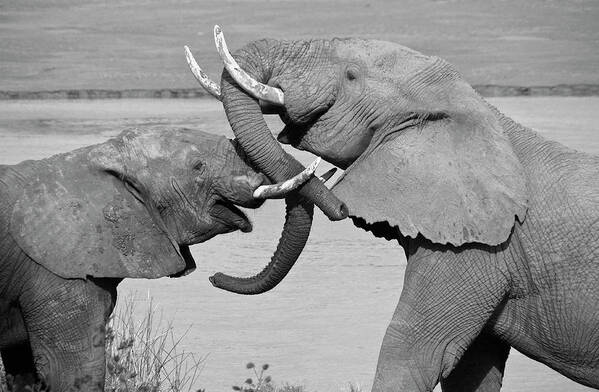 Africa Poster featuring the photograph A Friendly Tussle #1 by Michele Burgess