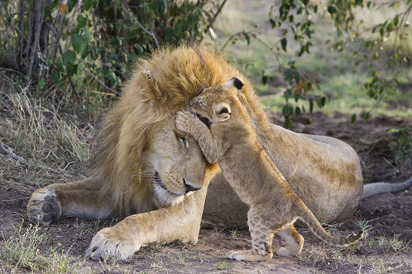 00761329 Poster featuring the photograph African Lion Cub Playing With Adult #1 by Suzi Eszterhas