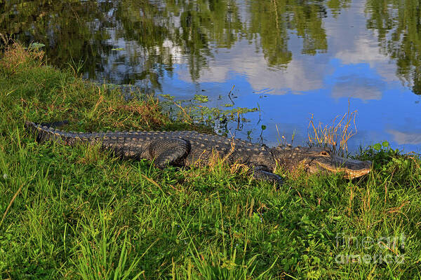  Alligators Poster featuring the photograph 1- Alligator by Joseph Keane
