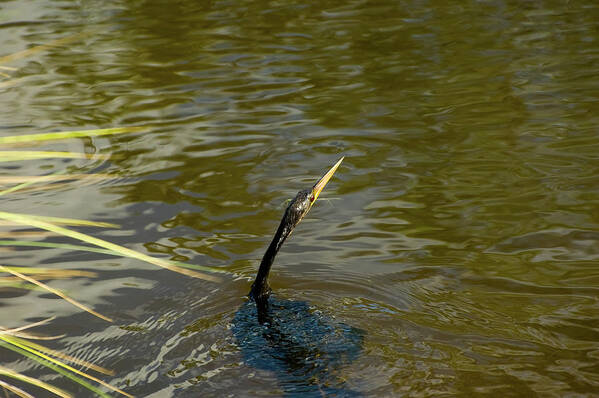 A. Anhinga Poster featuring the photograph Anhinga #1 by Richard Leighton