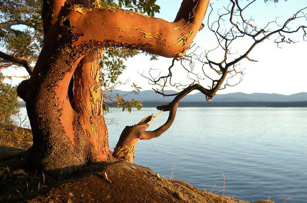 Gulf Islands Poster featuring the photograph Arbutus #1 by Kevin Oke
