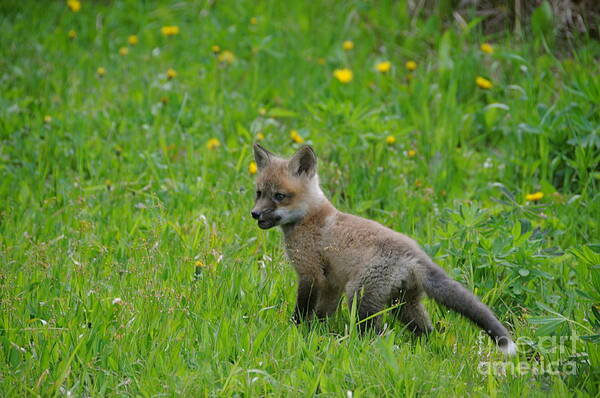 Baby Fox Poster featuring the photograph Baby Fox #1 by Sandra Updyke