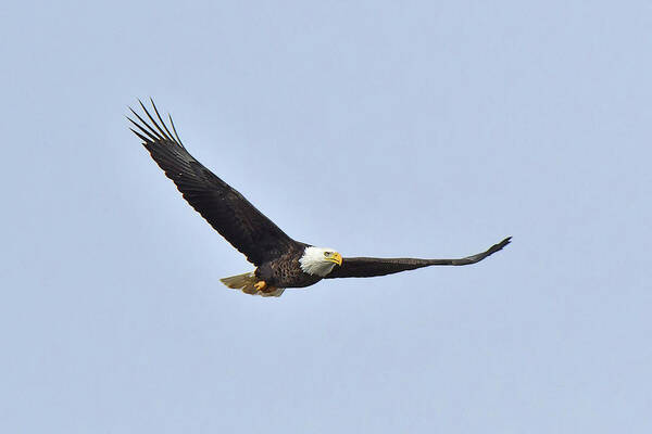 Bird Poster featuring the photograph Bald Eagle #1 by Alan Lenk