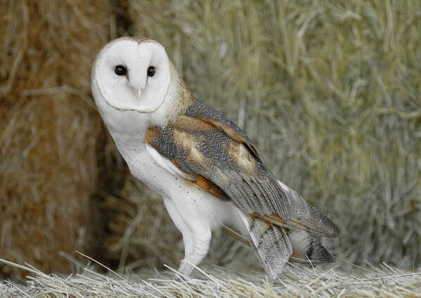 Barn Owl Poster featuring the photograph Barn Owl on Hay by Steve McKinzie