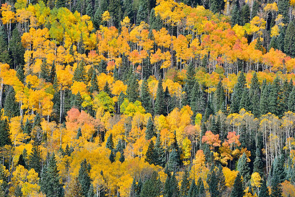 Colorado Poster featuring the photograph Big Cimarron Aspens #2 by Ray Mathis