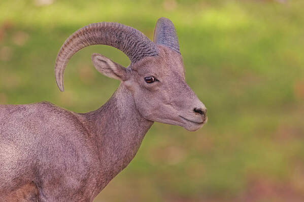 Animal Poster featuring the photograph Bighorn Sheep #1 by Brian Cross