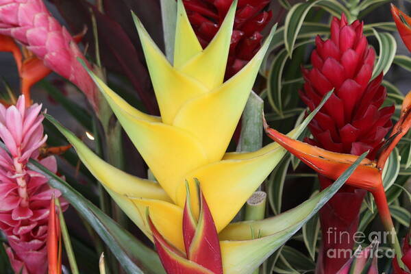Hawaiian Flower Poster featuring the photograph Bird of Paradise #1 by Dick Willis