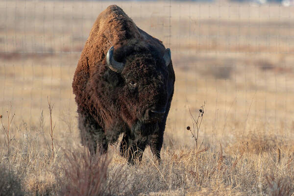 Bison Poster featuring the photograph Bison #1 by Catherine Lau