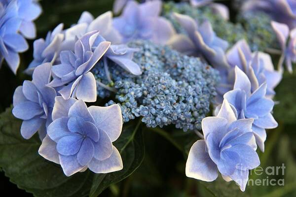 Hydrangea Poster featuring the photograph Blue hydrangea #1 by Yumi Johnson