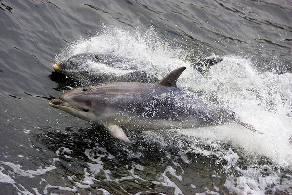 Bottle-nosed Dolphin Poster featuring the photograph Bottle-nosed Dolphins #1 by B. G. Thomson