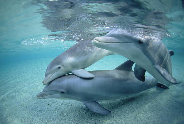 00087614 Poster featuring the photograph Bottlenose Dolphin Underwater Trio #1 by Flip Nicklin