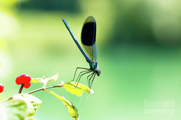 Countryside Poster featuring the photograph Broad-winged Damselfly, Dragonfly #1 by Amanda Mohler