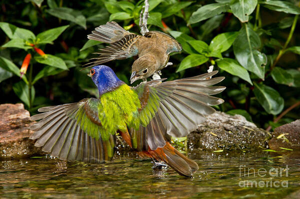 Painted Bunting Poster featuring the photograph Bunting Fight #1 by Anthony Mercieca