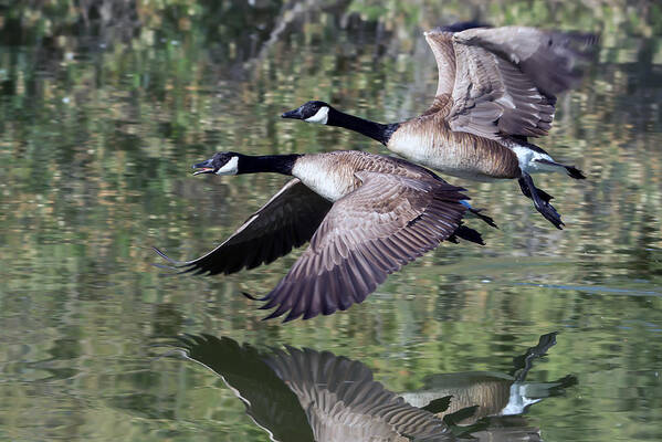 Canada_geese Poster featuring the photograph Canada Geese #1 by Tam Ryan